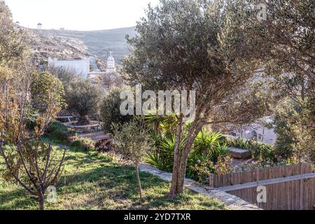 Olivenbaum auf der Gartenterrasse auf der Insel Tinos in Griechenland Stockfoto