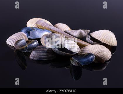 Verschiedene Muscheln, darunter glatte und strukturierte Arten, sind künstlerisch auf einer reflektierenden schwarzen Oberfläche angeordnet und zeigen ihre natürliche Schönheit Stockfoto