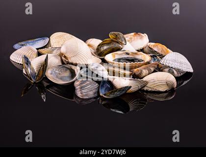 Verschiedene Muscheln, darunter glatte und strukturierte Arten, sind künstlerisch auf einer reflektierenden schwarzen Oberfläche angeordnet und zeigen ihre natürliche Schönheit Stockfoto
