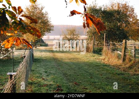 Herbstmorgen auf dem Land mit Dewy Grass und Golden Light Stockfoto