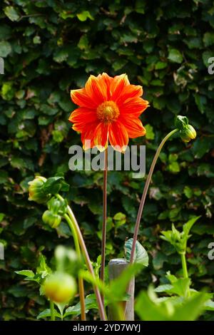 Einfache Dahlia, Loki Schmidt Stockfoto