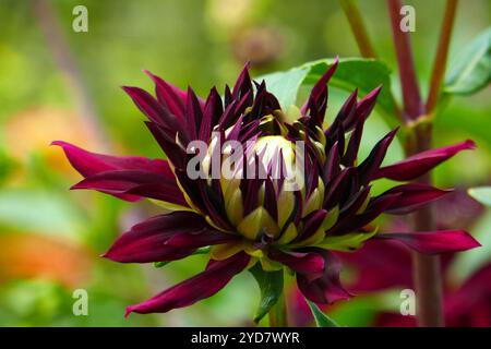 Dahlia, stadt kassel Stockfoto