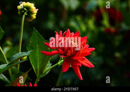 Cactus Dahlia, AC Leslie Stockfoto