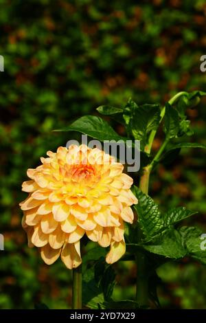 Ball Dahlia, Fabians Stockfoto