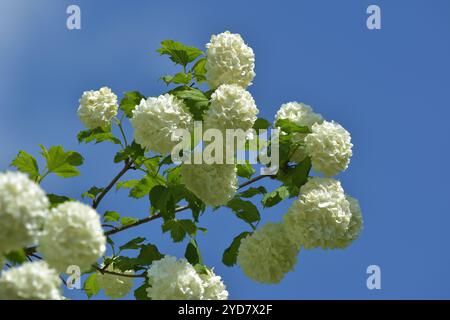 Laurel Snowball Stockfoto