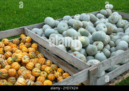 Kürbis Stockfoto