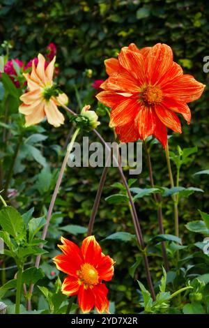 Einfache Dahlia, Loki Schmidt Stockfoto