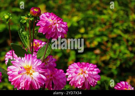 Schmuck Dahlia, Adas Attraktion Stockfoto