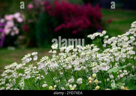 Astrantia Major, großes Meisterwort, Tante Hattie's pinkuskissen, Masterworts, Astretten, weiße Blumen, mehrjährige Blume, Blumen, Blüte, Blüte, Blüte, Blüte, pere Stockfoto