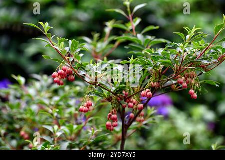 Junge Enkianthus campanula rubra Baum, Enkianthus campanula rubra, Blume, Blüten, Glocken, glockenartig, Frühling, Sträucher, kleiner Baum, RM Floral Stockfoto