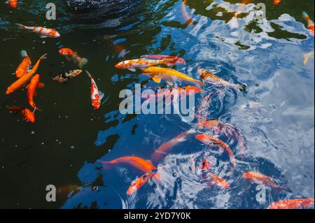 Bunte japanische Karpfen oder Koi-Fische schwimmen in einem Teich an einer Pagode in Asien Stockfoto