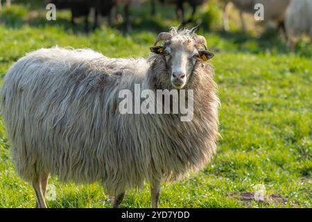 Ein Schaf in einer Wiese Stockfoto