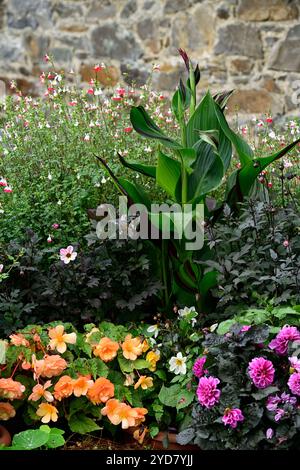 Canna Cleopatra, Agapanthus, Dahlien, salvia heiße Lippen, Blumen, tropisches Pflanzschema, Cannas und salvia, Cannas und salvias, RM Floral Stockfoto