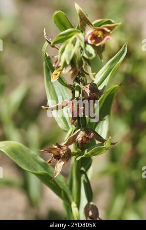 Epipactis gigantea, Riesenorchidee Stockfoto