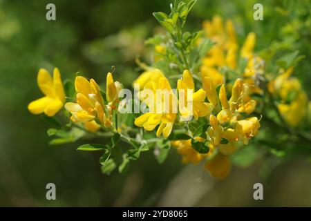 Genista canariensis, Kanarienbesen Stockfoto