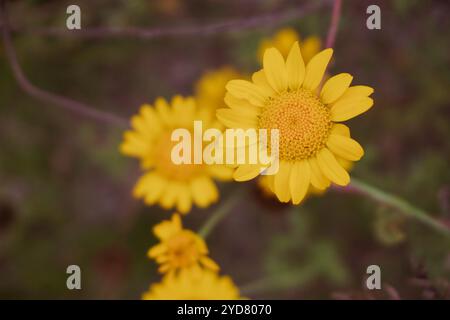 Nahaufnahme von gelben Blüten vor verschwommenem Hintergrund Stockfoto