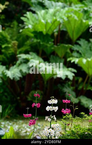 Primula japonica Mühlen Karmesin, Primula japonica Appleblossom, gemischte japanische Primrosen, japanische Primrose, Hosta, Blätter, Laub, Schatten, schattig, schattig, moi Stockfoto