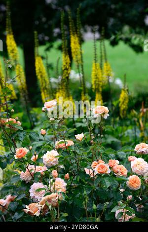 Rosa Jude die Obskure, Rose jude die Obskure, Rosen und ligularia, ligularia stenocephala die Rakete, gelbe Türme, gelbe Blütenspitzen, gelbe Blumen, pe Stockfoto