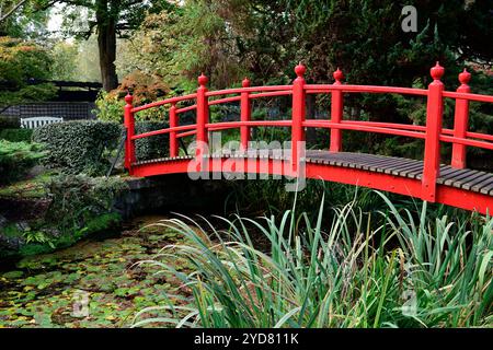 Rote Brücke, rote japanische Brücke, rote hölzerne Brücke, rote hölzerne Brücke im japanischen Garten, Acer, Acers, japanische Acers, Herbstfarben, Herbstfarbe, Herbstkolo Stockfoto