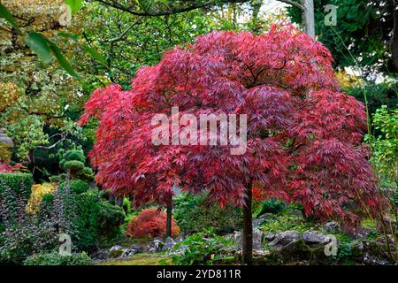 Rote Blätter, rotes Laub, rote Acer Blätter, rotes Acer Laub, Acer, Acers, japanische Acers, Herbstfarben, Herbstfarbe, Herbstfarbe, Herbstfarbe, Herbstfarben, Herbstfarben, japanische Gärten Stockfoto