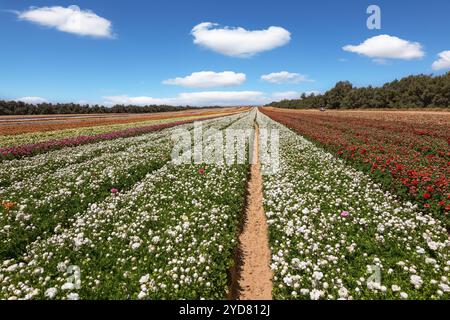 Malerische große GartenButterblumen / Ranunkeln / von hellen Farben sind in breiten Streifen gepflanzt. Heller und heißer Frühlingstag. Herrliches Kibbuz-Feld. S Stockfoto