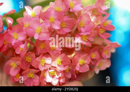 Blütenbegonie im vollen Bildschirm. Stockfoto