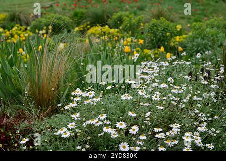 Anthemis punctata subsp cupaniana, sizilianische Kamille, mattenbildende Kamille, fein zerlegtes silbriges Laub, langanhaltende große Gänseblümchen, April flo Stockfoto