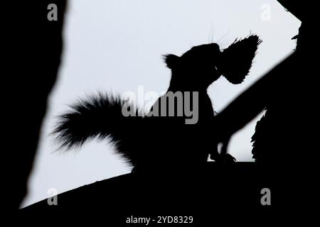 Douglas Eichhörnchen (Tamiasciurus douglasii) Silhouette, Deschutes National Forest, Deschutes Wild und Scenic River, Oregon Stockfoto