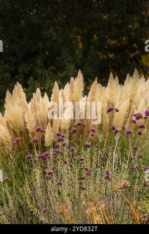 Immer beliebtes Pampas Gras (Cortaderia selloana) in halbgroßer Nähe mit etwas negativem Raum. Natürliche Muster, Natur, Umwelt, achtsam, auffällig Stockfoto