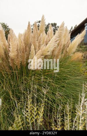 Immer beliebtes Pampas Gras (Cortaderia selloana) in halbgroßer Nähe mit etwas negativem Raum. Natürliche Muster, Natur, Umwelt, achtsam, auffällig Stockfoto