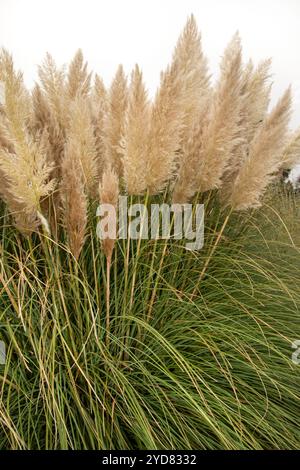 Immer beliebtes Pampas Gras (Cortaderia selloana) in halbgroßer Nähe mit etwas negativem Raum. Natürliche Muster, Natur, Umwelt, achtsam, auffällig Stockfoto
