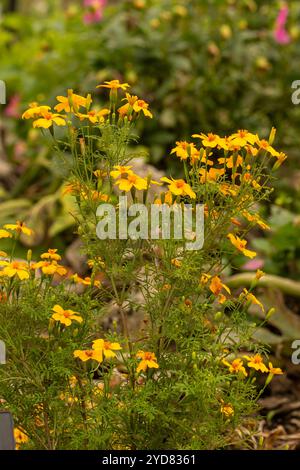 Natürliches Nahaufnahme blühendes Pflanzenporträt von Marigold „Golden Juwel“, Tagetes tenuifolia „Golden Juwel“. Aufmerksamkeit erregend, schön, blühend, rot, Stockfoto