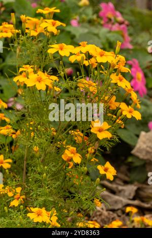 Natürliches Nahaufnahme blühendes Pflanzenporträt von Marigold „Golden Juwel“, Tagetes tenuifolia „Golden Juwel“. Aufmerksamkeit erregend, schön, blühend, rot, Stockfoto