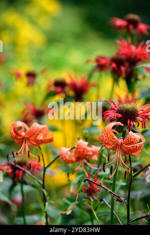 lilium lancifolium tigrinum splendens, monarda jacob cline, orange und rote Blumenkombination, gesprenkelte Markierungen, Nahaufnahme, Blumen, Pflanzenporträts, Fluss Stockfoto