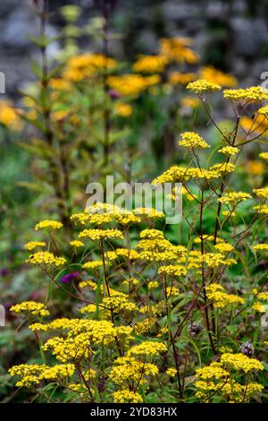 Patrinia scabiosifolia, gelbe Blumen, gelbe Dolden, blühend, gemischtes Bett, gemischte Rand, gemischte Pflanzschema, RM Floral Stockfoto