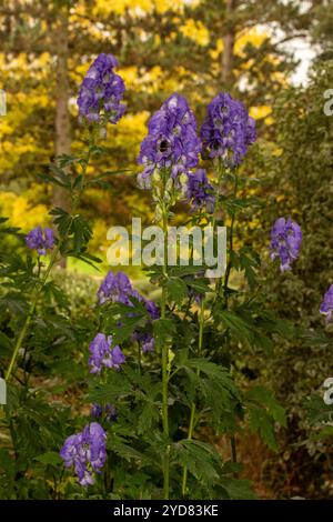 Atemberaubendes Aconitum Carmichaelii blüht im Herbst. Natürliches Nahaufnahme blühendes Pflanzenporträt. Aufmerksamkeit erregend, schön, blühend, rot, kühl, Stockfoto