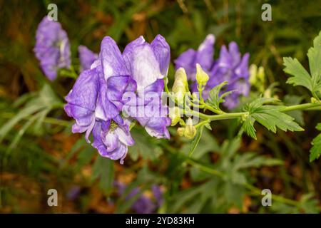 Atemberaubendes Aconitum Carmichaelii blüht im Herbst. Natürliches Nahaufnahme blühendes Pflanzenporträt. Aufmerksamkeit erregend, schön, blühend, rot, kühl, Stockfoto