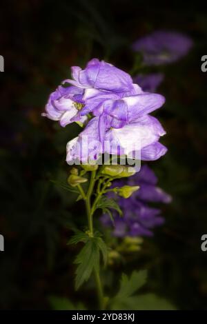 Atemberaubendes Aconitum Carmichaelii blüht im Herbst. Natürliches Nahaufnahme blühendes Pflanzenporträt. Aufmerksamkeit erregend, schön, blühend, rot, kühl, Stockfoto