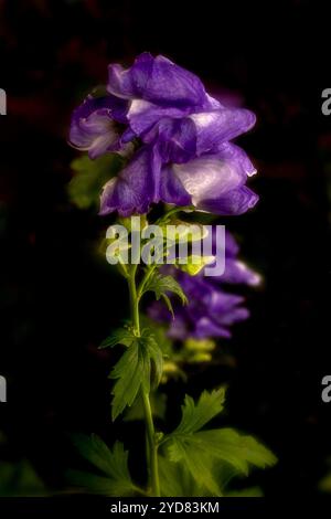 Atemberaubendes Aconitum Carmichaelii blüht im Herbst. Natürliches Nahaufnahme blühendes Pflanzenporträt. Aufmerksamkeit erregend, schön, blühend, rot, kühl, Stockfoto