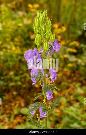 Atemberaubendes Aconitum Carmichaelii blüht im Herbst. Natürliches Nahaufnahme blühendes Pflanzenporträt. Aufmerksamkeit erregend, schön, blühend, rot, kühl, Stockfoto