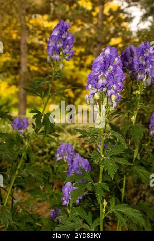 Atemberaubendes Aconitum Carmichaelii blüht im Herbst. Natürliches Nahaufnahme blühendes Pflanzenporträt. Aufmerksamkeit erregend, schön, blühend, rot, kühl, Stockfoto