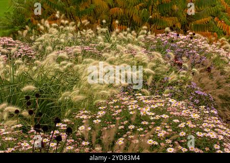 Intimes Blumenbild mit Pennisetum Villosum. Vergnügen, Unterhaltung, Unterhaltung, Ablenkung, Verlockung, Zuverlässig, Originell Stockfoto