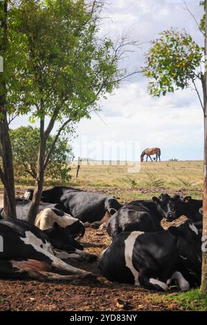 Die Kühe ruhen unter Bäumen in Uruguay, während ein Pferd im Hintergrund weidet Stockfoto