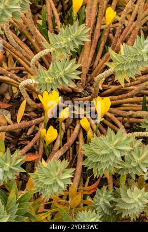 Ziemlich hellgelbe Sternbergia lutea. Natürliches Nahaufnahme blühendes Pflanzenporträt. Erstaunlich, Aufmerksamkeit erregend, schön, blühend, rot, Fett Stockfoto