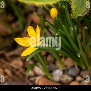 Ziemlich hellgelbe Sternbergia lutea. Natürliches Nahaufnahme blühendes Pflanzenporträt. Erstaunlich, Aufmerksamkeit erregend, schön, blühend, rot, Fett Stockfoto