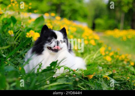 Ein lächelnder Pommerschen Hund im Gras. Schwarz-weiß pommern. Ein Haustier auf einem Spaziergang. Foto für das Cover . Foto eines Tieres f Stockfoto