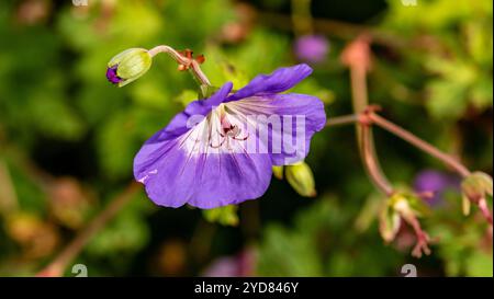 Überraschend ziemlich nah blühendes Pflanzenporträt von Geranium rozanne, Geranium 'Gerwat', Geranium hybridum 'Jolly Bee'. Darstellung, natürlich, Stockfoto