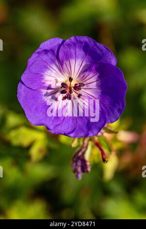 Überraschend ziemlich nah blühendes Pflanzenporträt von Geranium rozanne, Geranium 'Gerwat', Geranium hybridum 'Jolly Bee'. Darstellung, natürlich, Stockfoto