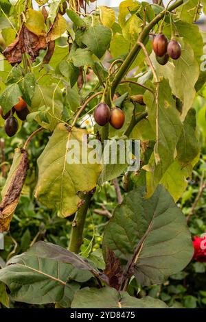 Ungewöhnliche Baumtomate Tamarillo Solanum betaceum). Natürliches Nahaufnahme-Pflanzenporträt. Natürlich, ambrosial, ansprechend, appetitlich, aromatisch, Essen Stockfoto