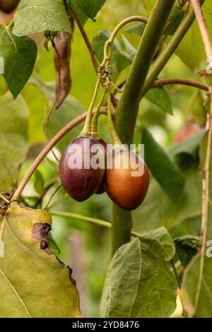 Ungewöhnliche Baumtomate Tamarillo Solanum betaceum). Natürliches Nahaufnahme-Pflanzenporträt. Natürlich, ambrosial, ansprechend, appetitlich, aromatisch, Essen Stockfoto